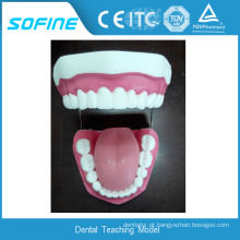 Doença periodontal Prática Dente Modelo Dental Médico